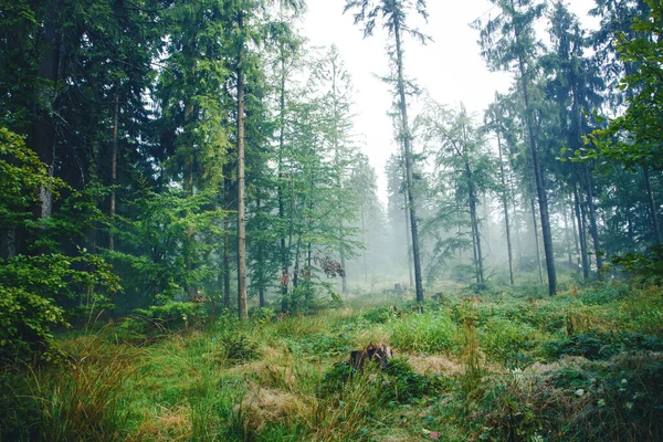 Mystischer Nebliger Waldhintergrund Gruselige Mysteriöse Szenerie Morgendlicher Regennebel Dramatischer Waldpark — Stockfoto