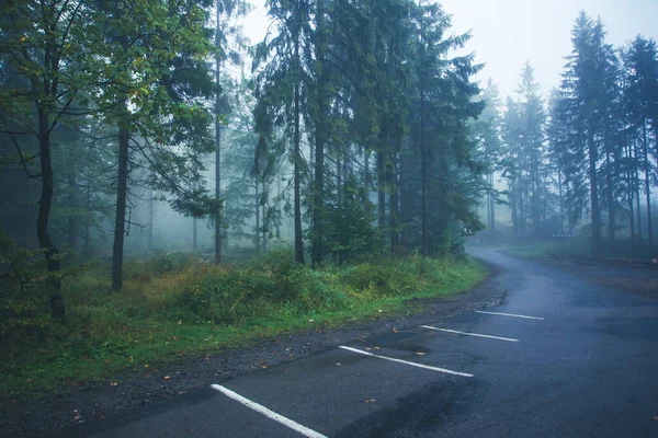 Mystischer Nebliger Waldhintergrund Gruselige Mysteriöse Szenerie Morgendlicher Regennebel Dramatischer Waldpark — Stockfoto