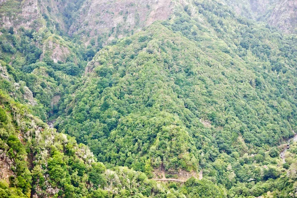 Forest top view background. Green aerial nature texture. Panoramic treetop pattern. Woods from above. Mountain hill Madeira landscape.