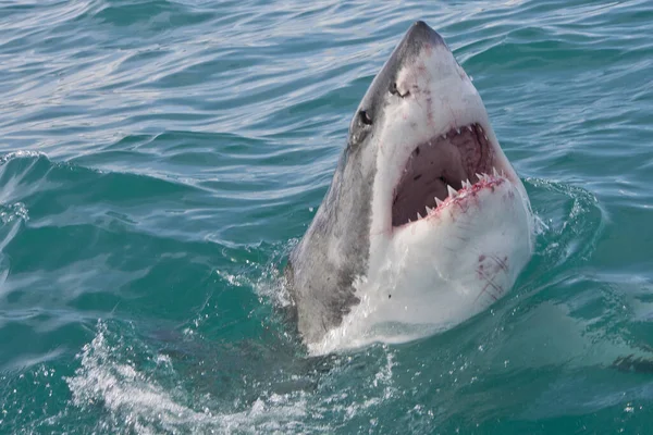 Nagy Fehér Cápa Carcharodon Carcharias Gansbaai Western Cape Dél Afrika — Stock Fotó