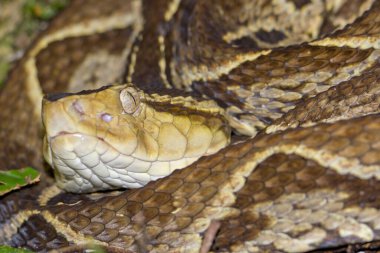 Fer-de-lance Viper, Terciopelo Viper, Bothrops asper, Tropikal yağmur ormanı, Kosta Rika, Orta Amerika, Amerika