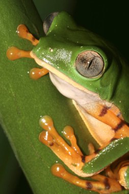 Kaplan Çizgili Yaprak Kurbağası, Callimedusa Tomopterna, Yağmur Ormanı, Napo Nehri Havzası, Amazonia, Ekvador, Amerika