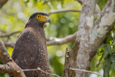 Armalı Yılan Kartalı, Dökülen Çita, Wilpattu Ulusal Parkı, Sri Lanka, Asya
