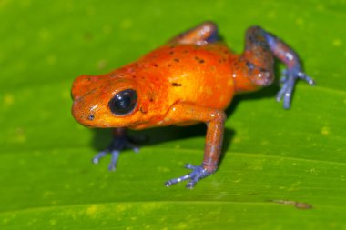 Dart Zehirli Kurbağa, Mavi Kot, Oophaga pumilio, Dendrobates pumilio, Tropikal Yağmur Ormanı, Kosta Rika, Orta Amerika, Amerika