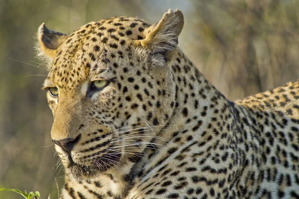 Leopard Panthera Pardus Kruger Nationalpark Südafrika Afrika — Stockfoto