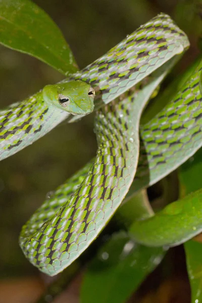 Green Vine Snake Long Nosed Whip Snake Ahaetulla Nasuta Sinharaja — Fotografia de Stock