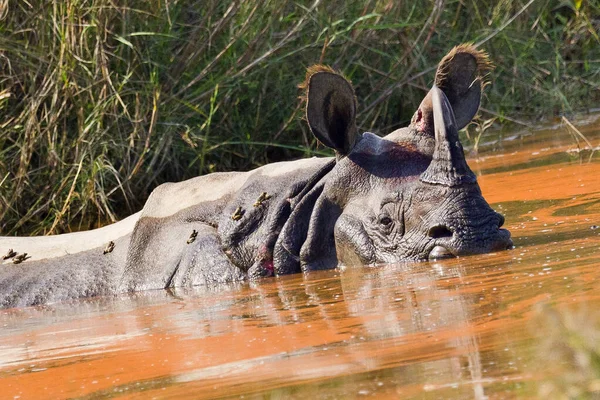 Великий Однорогий Rhinoceros Indian Rhinoceros Asian Rhino Rhinoceros Unicornis Wetlands — стокове фото