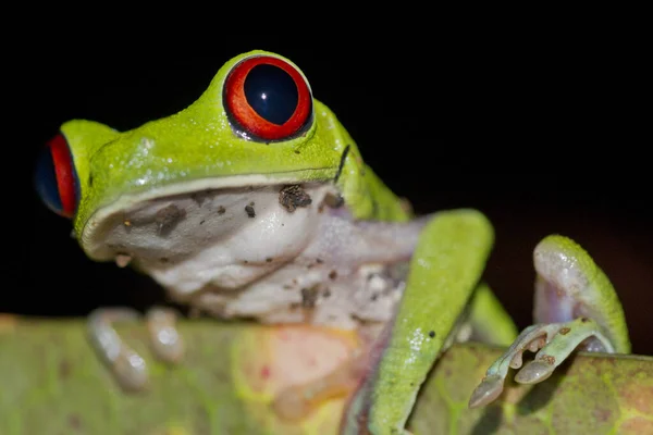 Rana Ojos Rojos Agalychnis Callidryas Selva Tropical Parque Nacional Corcovado — Foto de Stock