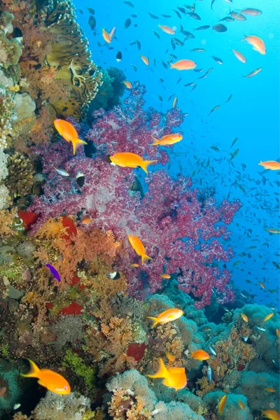 Kolorowa Rafa Koralowa Koralowiec Miękki Tropikalne Ryby Morze Czerwone Egipt — Zdjęcie stockowe