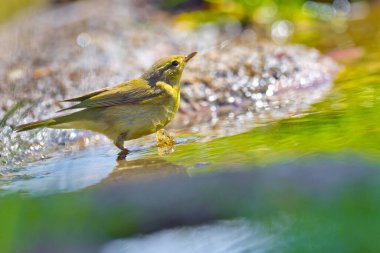 Willow Warbler, Phylloscopus trochilus, Forest Pond, Kastilya ve Leon, İspanya, Avrupa