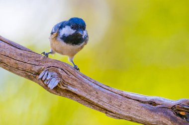 Great Tit, Parus major, Castile and Leon, Spain, Europe