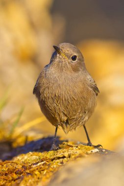 Dişi Siyah Kızılay, Phoenicurus ochruros, Kastilya Leon, İspanya, Avrupa