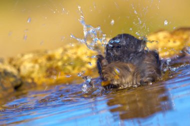 Blackbird, Turdus merula, Forest Pond, Kastilya Leon, İspanya, Avrupa 
