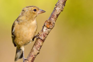 Chaffinch, Fringilla Coelebs, Kastilya Leon, İspanya, Avrupa