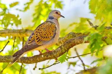Yakalı Güvercin, Streptopelia Turtur, Kastilya Leon, İspanya, Avrupa