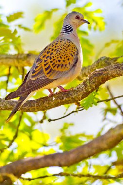 Yakalı Güvercin, Streptopelia Turtur, Kastilya Leon, İspanya, Avrupa