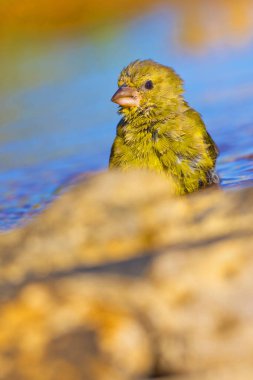Greenfinch, Carduelis klorisi, Orman Göleti, Kastilya Leon, İspanya, Avrupa