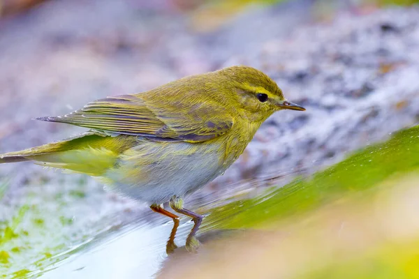 Willow Warbler Phylloscopus Trochilus Forest Pond Castela Leão Espanha Europa — Fotografia de Stock