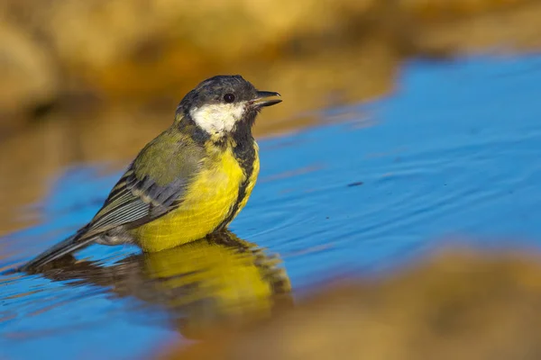 Gran Teta Parus Major Carbonero Comun Estanque Forestal Castilla León —  Fotos de Stock