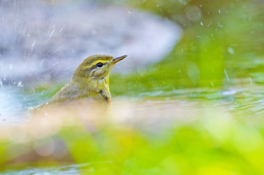 Wilow Warbler, Phylloscopus trochilus, Mosquitero Musical, Forest Pond, Kastilya Leon, İspanya, Avrupa