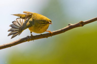 Willow Warbler, Phylloscopus trochilus, Mosquitero Musical, Forest Pond, Kastilya Leon, İspanya, Avrupa