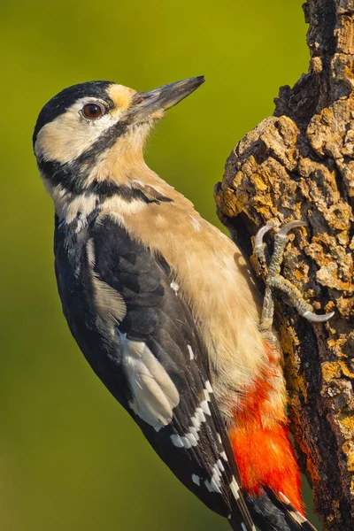 Stor Fläckig Hackspett Dendrocopos Major Pico Picapinos Kastilien Leon Spanien — Stockfoto