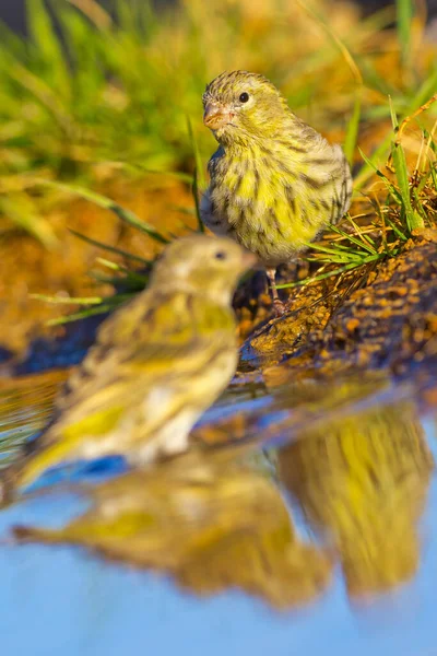 Serin Serinus Serinus Verdecillo Forest Pond Castile Leon Spain Europe — 스톡 사진