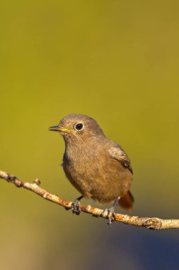 Dişi Siyah Kızılay, Phoenicurus ochruros, Colirrojo Tizn, Kastilya Leon, İspanya, Avrupa