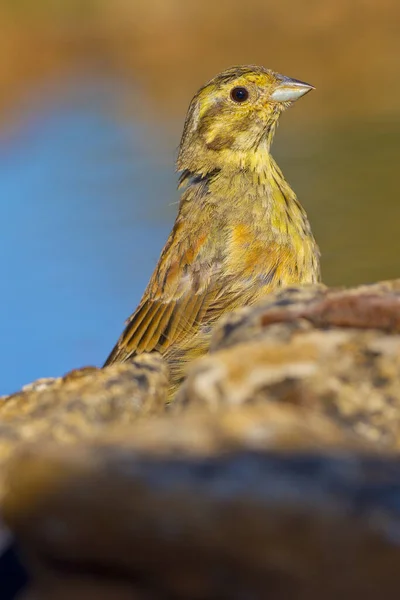 Juvenile Cirl Bunting Emberiza Cirlus Escribano Soteo Kastilya Leon Spanya — Stok fotoğraf