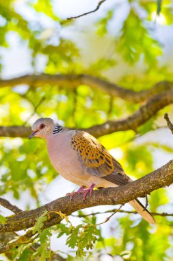 Yakalı Güvercin, Streptopelia Turtur, Tortola Comun, Kastilya Leon, İspanya, Avrupa 