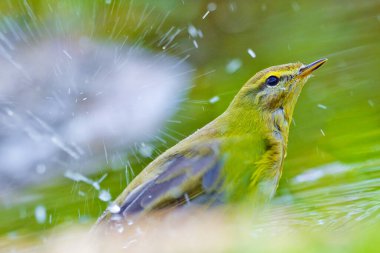 Willow Warbler, Phylloscopus trochilus, Mosquitero Musical, Forest Pond, Kastilya Leon, İspanya, Avrupa 