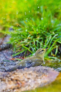 Willow Warbler, Phylloscopus trochilus, Mosquitero Musical, Forest Pond, Kastilya Leon, İspanya, Avrupa 