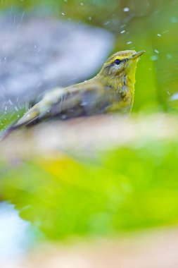 Willow Warbler, Phylloscopus trochilus, Mosquitero Musical, Forest Pond, Kastilya Leon, İspanya, Avrupa