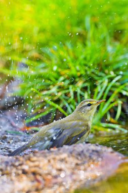Willow Warbler, Phylloscopus trochilus, Mosquitero Musical, Forest Pond, Kastilya Leon, İspanya, Avrupa
