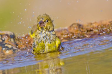 Greenfinch, Carduelis klorisi, Verderon Comun, Forest Pond, Kastilya Leon, İspanya, Avrupa