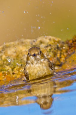 Pied Flycatcher, Ficedula hypoleuca, Papamoscas Cerrojillo, Forest Pond, Kastilya Leon, İspanya, Avrupa
