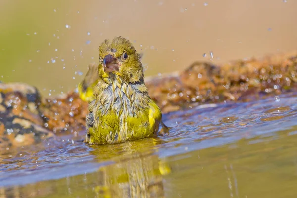 Greenfinch Carduelis Chloris Verderon Comun Forest Pond Castile Leon Španělsko — Stock fotografie