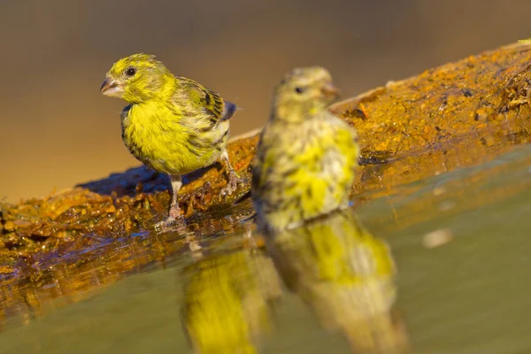 Serin Serinus Serinus Verdecillo Forest Pond Castille Léon Espagne Europe — Photo