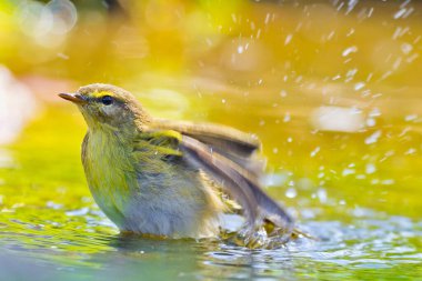 Willow Warbler, Phylloscopus trochilus, Mosquitero Musical, Forest Pond, Kastilya Leon, İspanya, Avrupa
