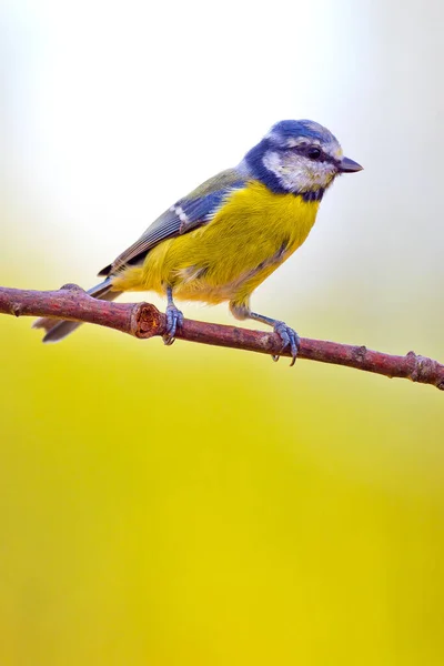 Blue Tit Parus Caeruleus Herrerillo Comun Castilla León España Europa — Foto de Stock