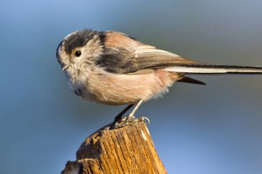 Long-tailed Tit, Aegithalos caudatus, Mito, Castile Leon, Spain, Europe