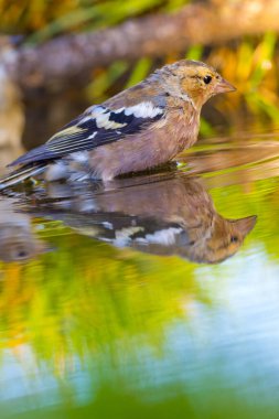Chaffinch, Fringilla Coelebs, Forest Pond, Pinzon Vulgar, Kastilya Leon, İspanya, Avrupa