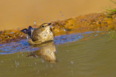 Pied Flycatcher, Ficedula hypoleuca, Papamoscas Cerrojillo, Forest Pond, Kastilya Leon, İspanya, Avrupa