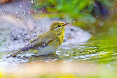 Willow Warbler, Phylloscopus trochilus, Mosquitero Musical, Forest Pond, Kastilya Leon, İspanya, Avrupa