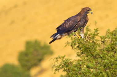 Altın Kartal, Aquila chrysaetos, Aguila Real, Kastilya Leon, İspanya, Avrupa