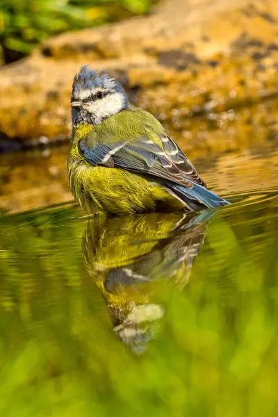 Blue Tit Parus Caeruleus Herrerillo Comun Forest Pond Castile Leon — Stockfoto