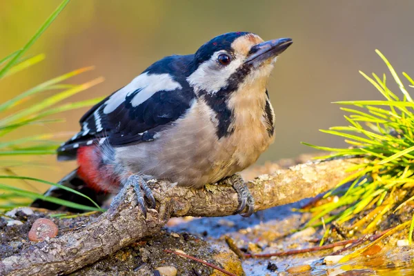 Stor Fläckig Hackspett Dendrocopos Major Pico Picapinos Skogsdamm Kastilien Leon — Stockfoto