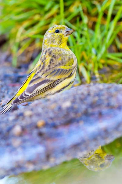 Serin Serinus Serinus Verdecillo Forest Pond Castile Leon Spanyolország Európa — Stock Fotó