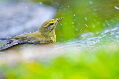 Willow Warbler, Phylloscopus trochilus, Mosquitero Musical, Forest Pond, Kastilya Leon, İspanya, Avrupa