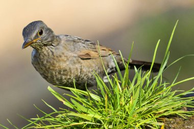 Blackbird, Turdus merula, Mirlo Comun, Forest Pond, Kastilya Leon, İspanya, Avrupa